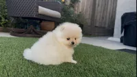 Royalty baby girl, a female Pomeranian for sale in San Diego, CA – 4 of 6