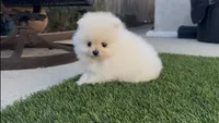 Royalty baby girl, a female Pomeranian for sale in San Diego, CA – 6 of 6