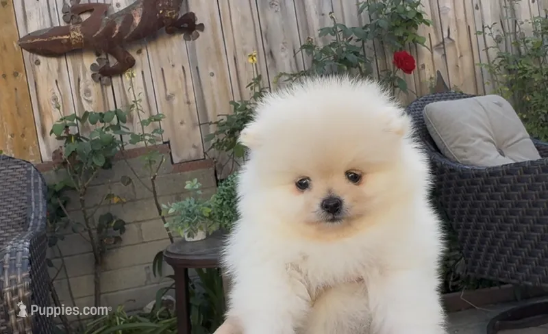 Royalty baby girl – Pomeranian puppy for sale in San Diego, CA