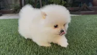 Royalty baby girl, a female Pomeranian for sale in San Diego, CA – 2 of 6