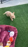 Champ baby boy, a male Poodle - Toy  and Bichpoo for sale in San Diego, CA – 2 of 10