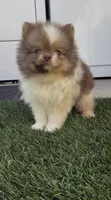 Rare Chocolate Merle Sable Female – Embark DNA Tested, a female Pomeranian for sale in San Diego, CA – 5 of 9