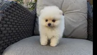 super small toy girl potty training , a female Pomeranian for sale in San Diego, CA – 2 of 8