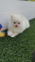 AKC happy baby girl  ready now DNA tested , a female Pomeranian for sale in San Diego, CA – 2 of 7