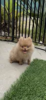 Unique Chocolate Merle girl DNA tested, a female Pomeranian for sale in San Diego, CA – 7 of 7