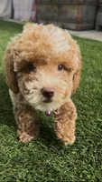 purple girl READY TO GO HOME NOW, a female Bichon Frise and Poodle - Miniature  for sale in San Diego, CA – Photo 2 of 10