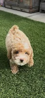 purple girl READY TO GO HOME NOW, a female Bichon Frise and Poodle - Miniature  for sale in San Diego, CA – Photo 6 of 10