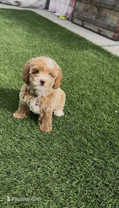 purple girl READY TO GO HOME NOW – Bichon Frise, Poodle - Miniature  puppy for sale in San Diego, CA