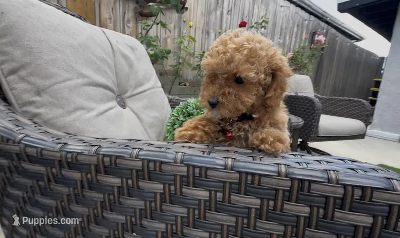 Red ready to go home TODAY – Bichon Frise, Poodle - Toy  puppy for sale in San Diego, CA