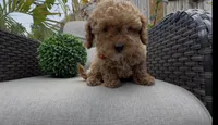 Red ready to go home TODAY, a female Bichon Frise and Poodle - Toy  for sale in San Diego, CA – Photo 7 of 10