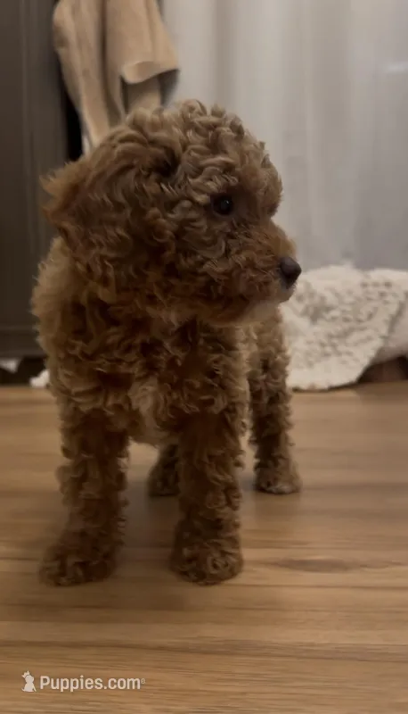 Pink Girl – Bichon Frise, Poodle - Toy  puppy for sale in San Diego, CA