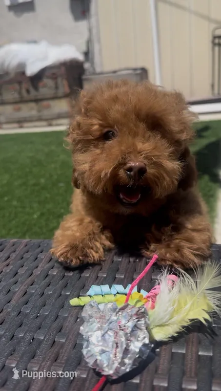 AKC Forrest mini boy – Poodle - Miniature  puppy for sale in San Diego, CA