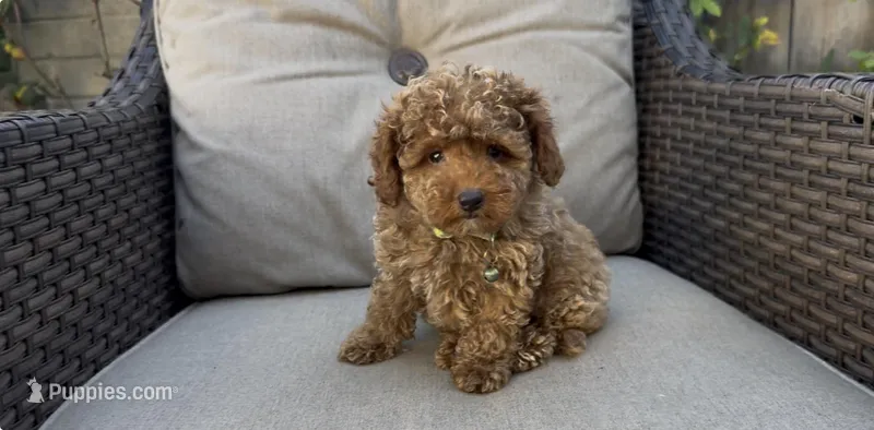 AKC toy boy reado to go home TODAY, a male Poodle - Toy  for sale in San Diego, CA – Photo 1 of 8