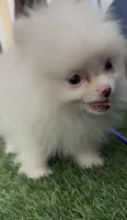 AKC fulll rights CREAMY  girl ready to go home now, a female Pomeranian for sale in San Diego, CA – 5 of 9