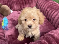 Daisy ready to go home NOW!, a female Poodle - Toy  for sale in San Diego, CA – 6 of 10