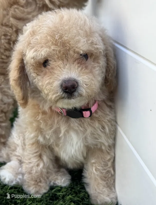 Lily P ready to go home NOW! – Poodle - Toy , Bichpoo puppy for sale in San Diego, CA