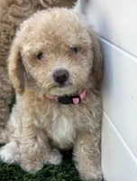 Lily P, a female Poodle - Toy  and Bichpoo for sale in San Diego, CA – 3 of 8