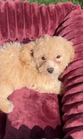 Lily P ready to go home NOW!, a female Poodle - Toy  and Bichpoo for sale in San Diego, CA – 2 of 7