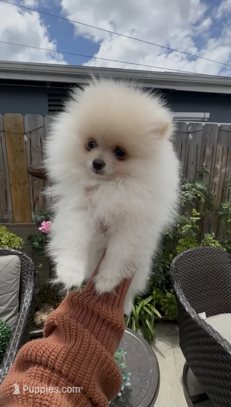 Baby Queen  – Pomeranian puppy for sale in San Diego, CA