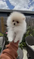 Baby Queen , a female Pomeranian for sale in San Diego, CA – 1 of 9
