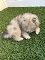 🐻 Tiny Teddy Bear Pomeranian Boy | Sweet & Cuddly, a male Pomeranian for sale in San Diego, CA – 3 of 9
