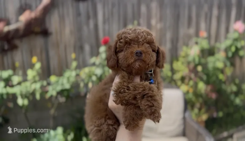 AKC Baby blue boy  ready today – Poodle - Miniature  puppy for sale in San Diego, CA