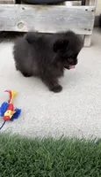 AKC shadow tiny baby boy , a male Pomeranian for sale in San Diego, CA – 8 of 10