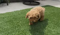 Mother's day special !! Rose girl, a female Poodle - Toy  and Bichpoo for sale in San Diego, CA – Photo 6 of 7