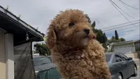 Mother's day special !! Rose girl, a female Poodle - Toy  and Bichpoo for sale in San Diego, CA – Photo 2 of 7