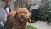 Mother's day special !! Rose girl, a female Poodle - Toy  and Bichpoo for sale in San Diego, CA – Photo 3 of 7