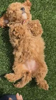 Mother's day special !! Rose girl, a female Poodle - Toy  and Bichpoo for sale in San Diego, CA – Photo 5 of 7