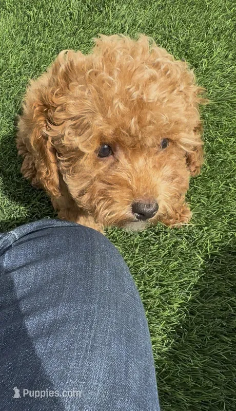 Mother's day special !! Rose girl – Poodle - Toy , Bichpoo puppy for sale in San Diego, CA