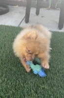 Hazel fluffy happy active puppy , a female Pomeranian for sale in San Diego, CA – 9 of 10