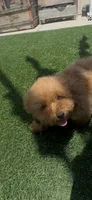 happy girl, a female Poodle - Toy  and Bichpoo for sale in San Diego, CA – 8 of 9