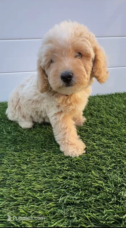 Peaches 🍑 Adorable Bichpoo Puppy  – Poodle - Toy , Bichpoo puppy for sale in San Diego, CA