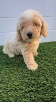 Peaches 🍑 Adorable Bichpoo Puppy , a female Poodle - Toy  and Bichpoo for sale in San Diego, CA – 1 of 9