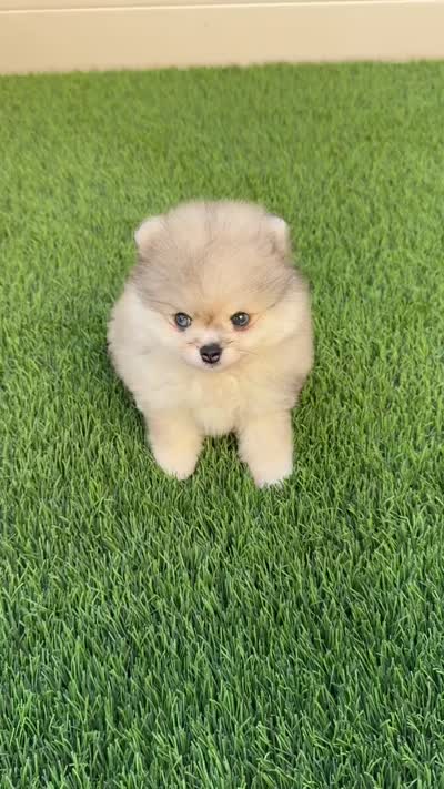 🐻 Tiny Teddy Bear Pomeranian Boy | Sweet & Cuddly, a male Pomeranian for sale in San Diego, CA – 7 of 9
