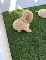 Loki G bichpoo, a male Poodle - Miniature  for sale in San Diego, CA – 7 of 8