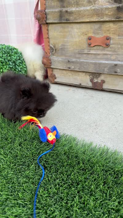 AKC tiny shadow boy, a male Pomeranian for sale in San Diego, CA – 9 of 9