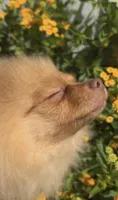 Blondie playful active puppy, a female Pomeranian for sale in San Diego, CA – 2 of 8