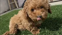 Tiny Red girl bichpoo , a female Poodle - Toy  and Bichpoo for sale in San Diego, CA – 4 of 5