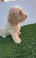Peaches 🍑 Adorable Bichpoo Puppy , a female Poodle - Toy  and Bichpoo for sale in San Diego, CA – 3 of 9