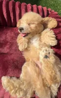 Loki G bichpoo Ready Today, a male Bichon Frise and Poodle - Toy  for sale in San Diego, CA – 7 of 7