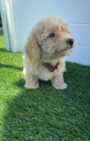 Grizzly 🤎 Adorable Bichpoo Puppy | Designer puppy, a male Poodle - Toy  and Bichpoo for sale in San Diego, CA – 6 of 10