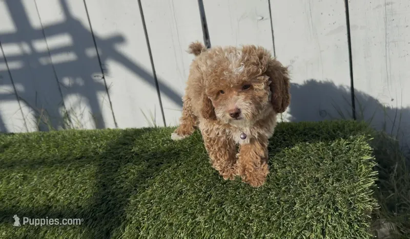 You name this girl,  ready to go home now ! – Bichon Frise, Poodle - Toy  puppy for sale in San Diego, CA