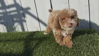 You name this girl,  ready to go home now !, a female Bichon Frise and Poodle - Toy  for sale in San Diego, CA – Photo 2 of 10