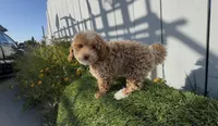 You name this girl,  ready to go home now !, a female Bichon Frise and Poodle - Toy  for sale in San Diego, CA – Photo 10 of 10