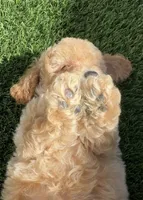 Thor LB  HB ready to go home NOW!, a male Poodle - Toy  and Bichpoo for sale in San Diego, CA – 5 of 8