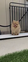 embark tested Chocolate Merle girl , a female Pomeranian for sale in San Diego, CA – 5 of 9