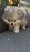 Blue eyes merle pomeranian boy , a male Pomeranian for sale in San Diego, CA – 8 of 10
